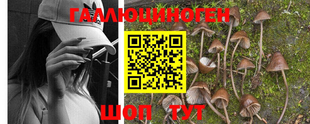 купить наркотики цена  Вход с VPN  Гусиноозёрск  Галлюциногенные грибы мицелий 